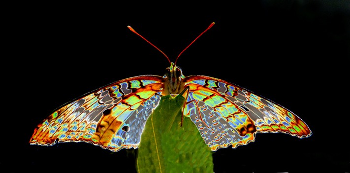 Psychadelic Butterfly