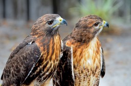 Red Shouldered Hawks, by Don Kuhnle