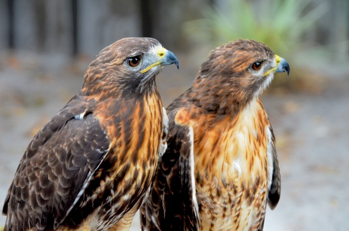 Red Shouldered Hawks, by Don Kuhnle