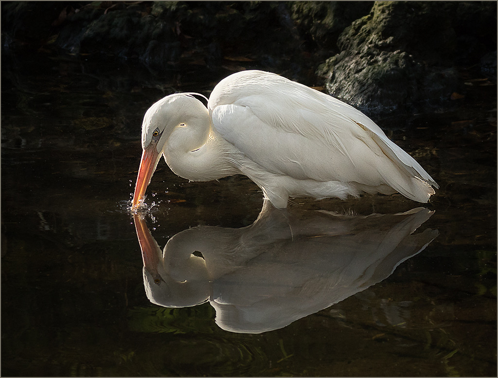 Reflection in White by Bill and Nancy Lester