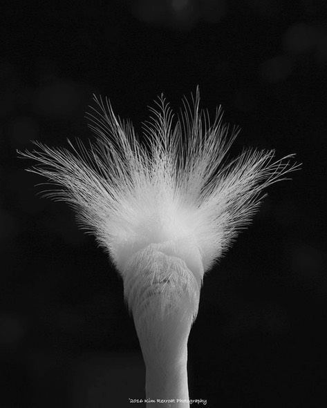 rexr_k_Snowy Head Feathers