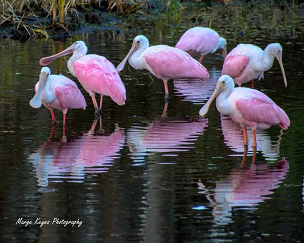 Roseate Spoonbill Gathering, by Marge Keyes