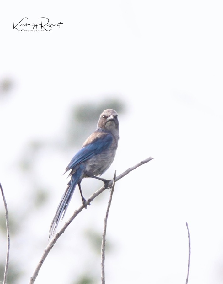 Scrub Jay, by Kim Rexroat