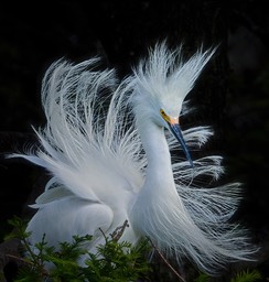 Snowy in the wind, by Cheri Halstead