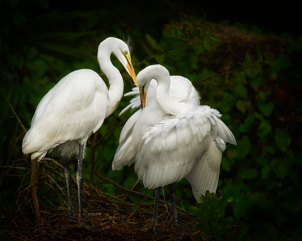 Soft White by Bill Lester