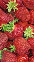 Strawberries ,by Rod VanHorenweder