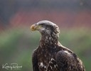 Sub-Adult Eagle, by Kim Rexroat