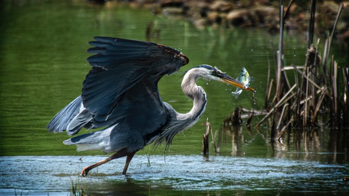 Success at Last, by Jim Hagen