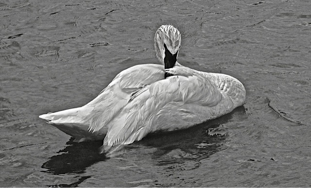 Swan ,by Rod VanHorenweder