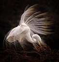 Tending the Nest, by Rod VanHorenweder