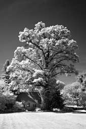  Thatched Cottage Under Tree, by Joe Constantino