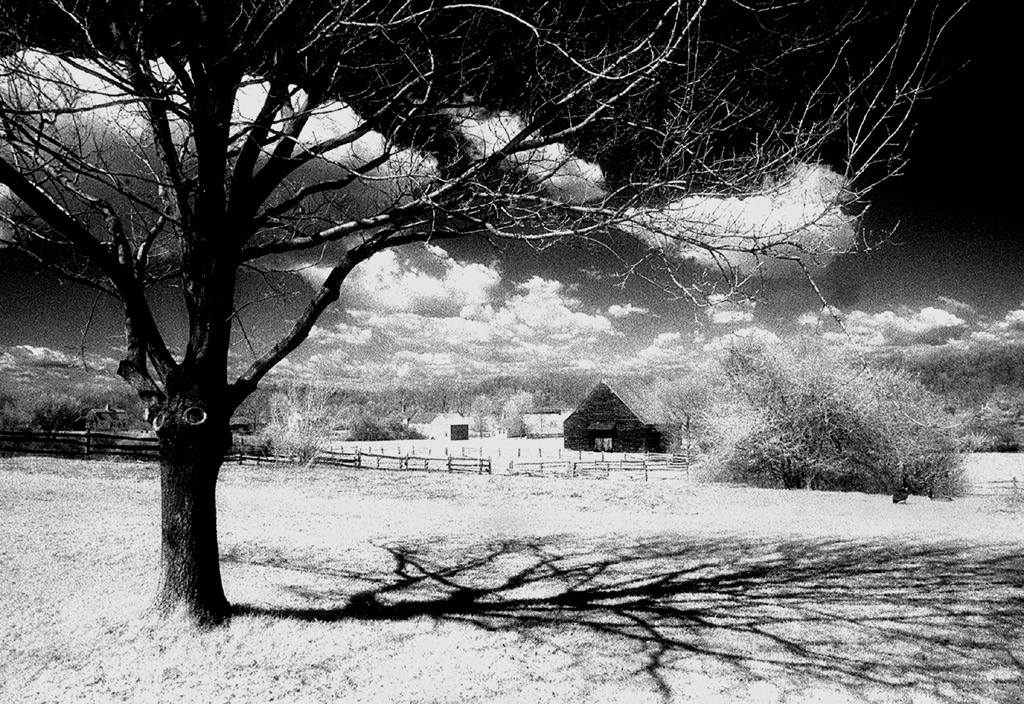  Tree With Shadow, by Joe Constantino