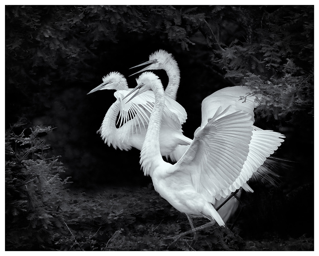 Triple Trouble by Nancy Lester