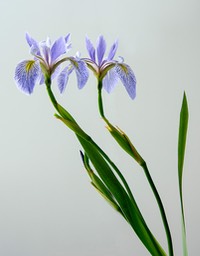 Twin Irisis