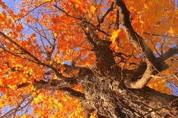 Under the Maple ,by Rod VanHorenweder