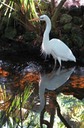 white bird and reflection