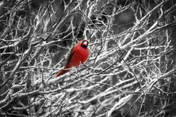 Winter cardinal, by Scott Rolseth