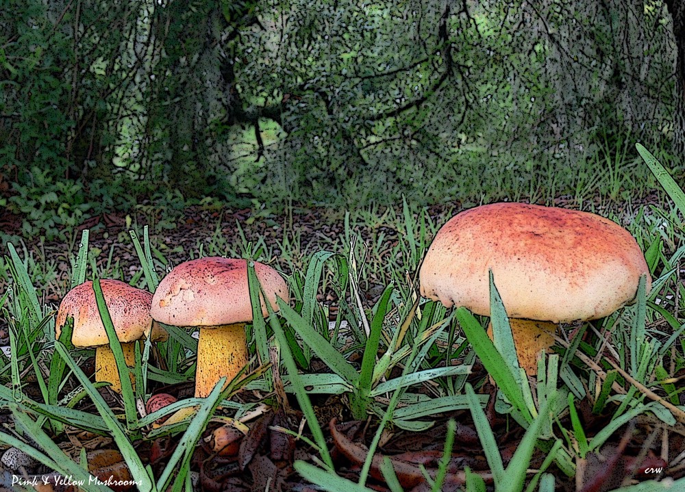Yellow and Pink Mushrooms, by Connie Wilson