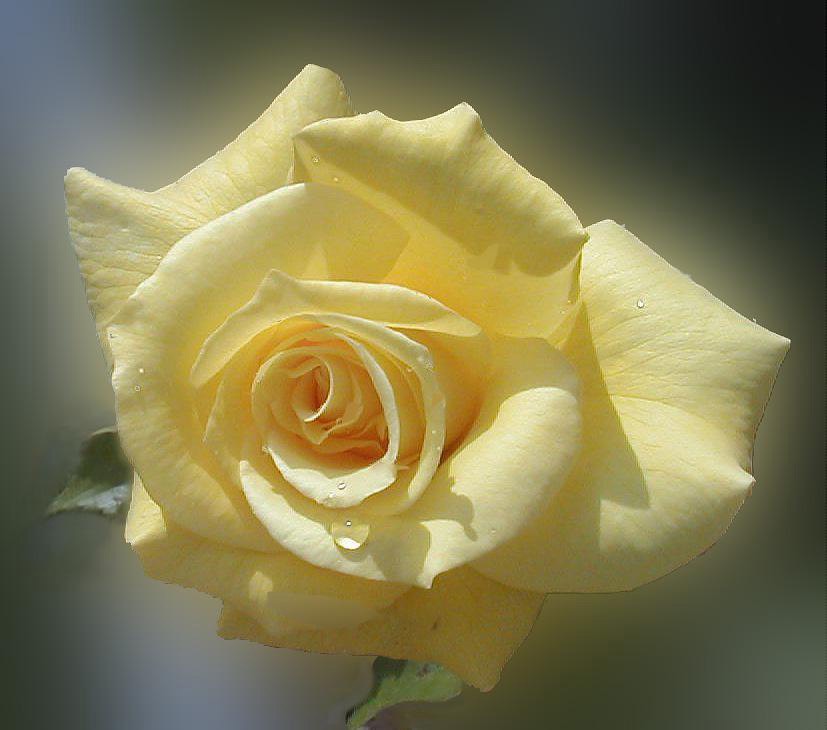 Yellow Rose, by Joan Bold