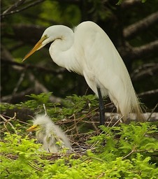 Young Egret, by Rod VanHorenweder