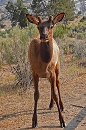 Young Male Elk